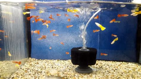 Changing a fish tank filter