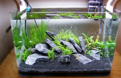 How Often Should You Clean A Betta Fish Tank