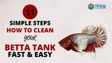 How Often To Clean A Betta Fish Tank