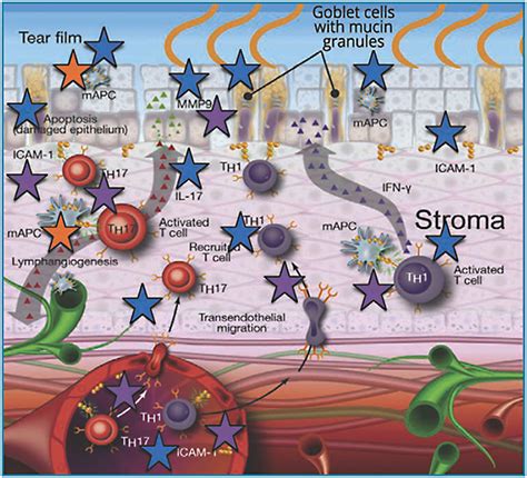 How Restasis Works Differently (Mechanism of Action)