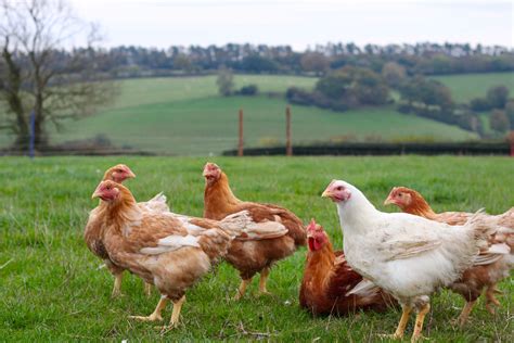 How Safe Is Organic Poultry Farming For Animal