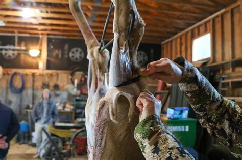 Bringing Home Fresh Harvest: Experience the Thrilling Ritual of Skinning a Deer