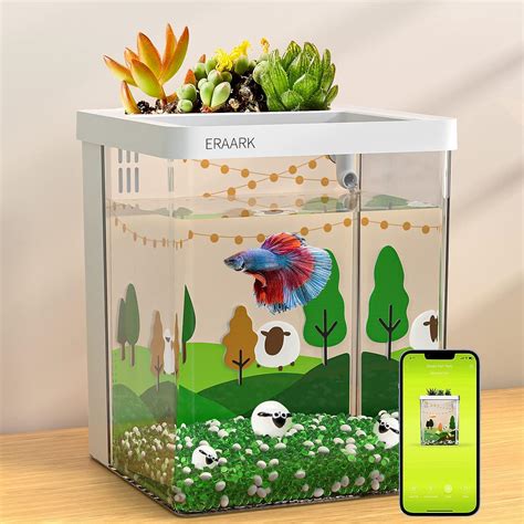 How Smart Are Betta Fish