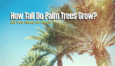 How Tall Do Palm Trees Grow? - My Heart Lives Here