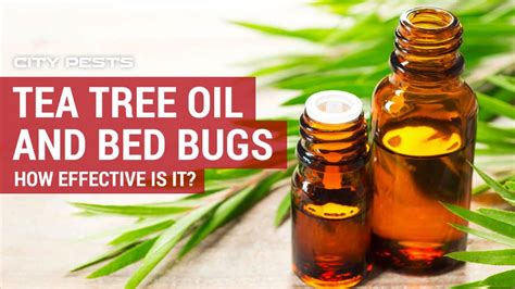 How Tea Tree Oil Might Affect Bed Bugs
