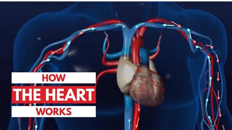 How The Heart Works For Dummies