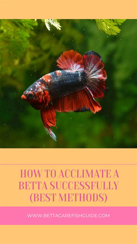 How To Acclimate A Betta Fish