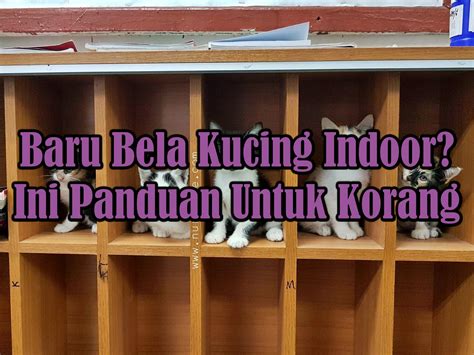 Langkah Demi Langkah Bagaimana untuk Bela Kucing dengan Betul