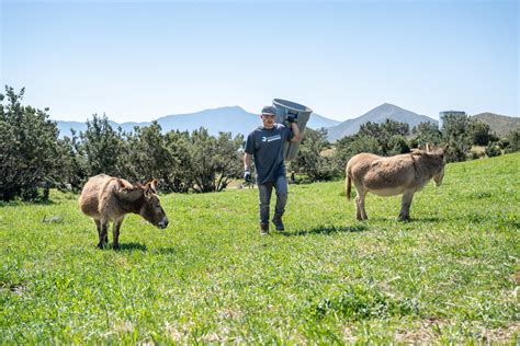 How To Best Help Farm Animals