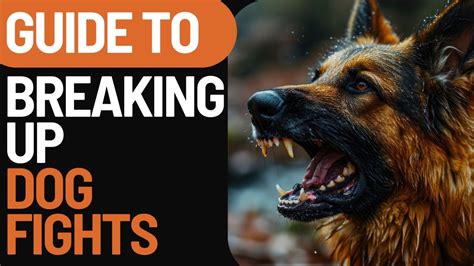 Expert Tips on How to Safely Break Up Dog Fights and Keep Your Canine Friends Peaceful