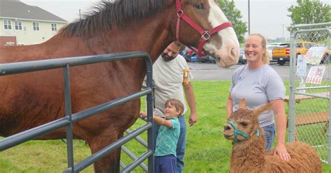 How To Bring In Farm Animals At Might