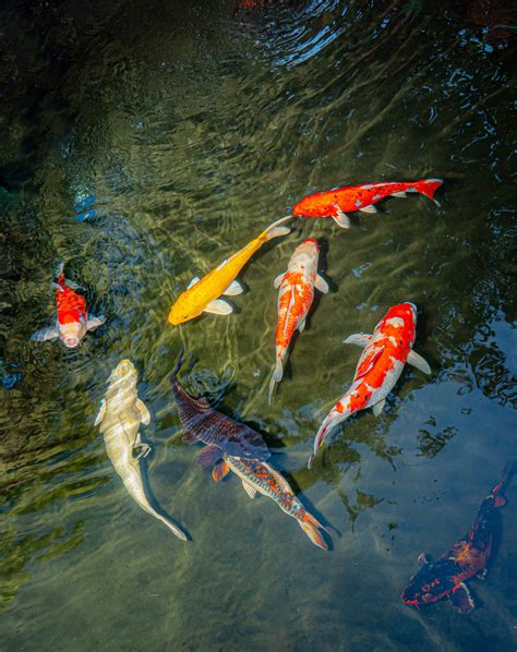 How To Buy Koi Fish From Japan