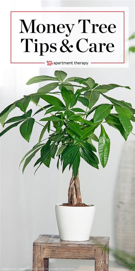How To Care A Money Tree