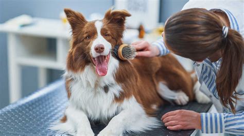 How To Care For A Dog