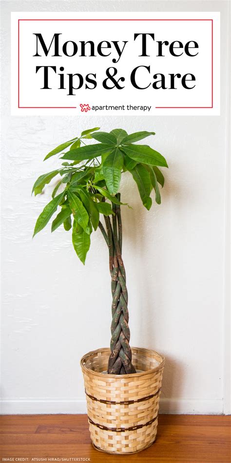 How To Care For A Money Tree