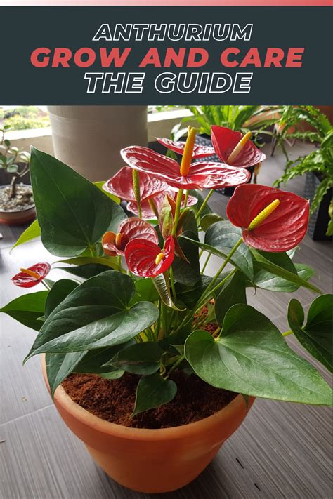 How To Care For Anthurium