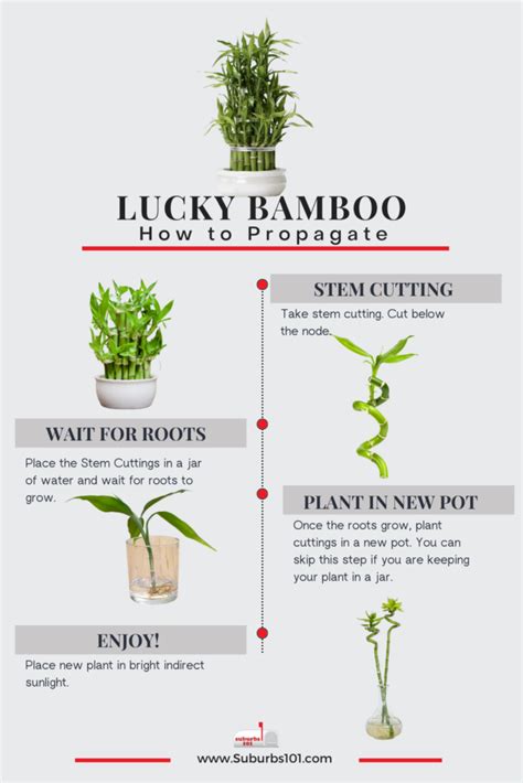 How To Care For Bamboo