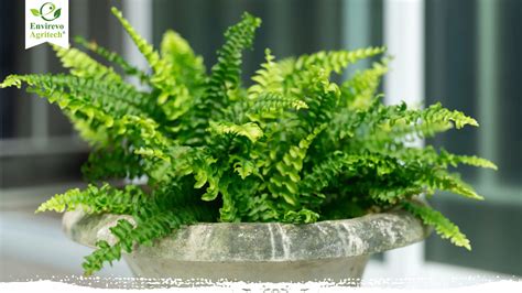 How To Care For Boston Ferns