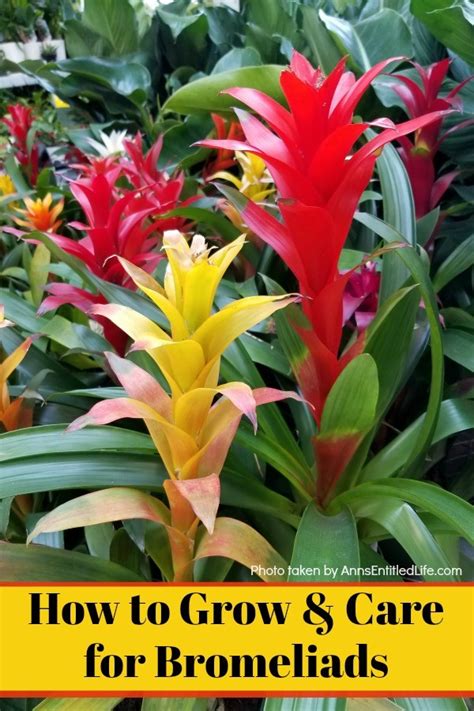 How To Care For Bromeliads