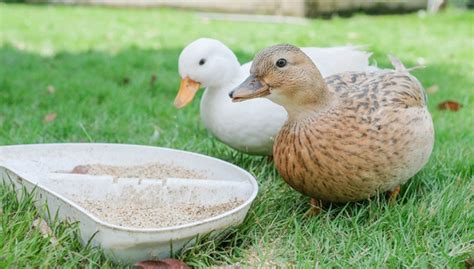 How To Care For Ducks