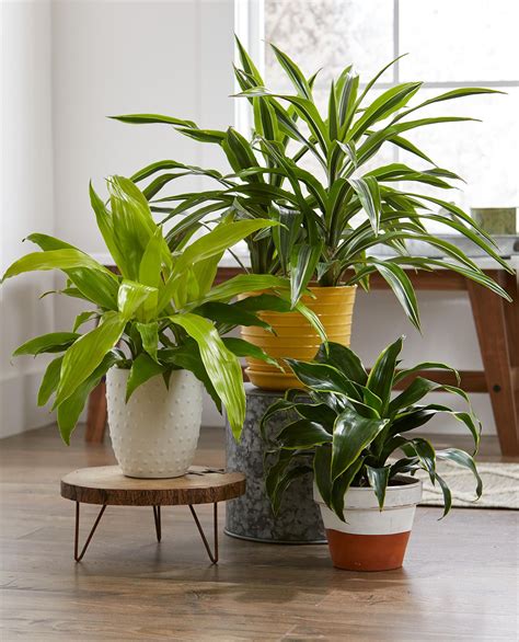 How To Care For Houseplants