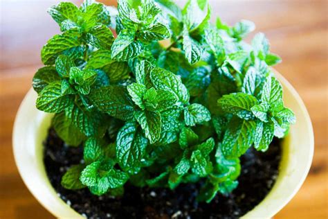 How To Care For Mint Plant