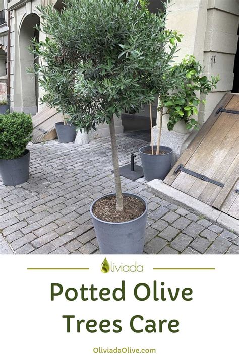 How To Care For Olive Trees