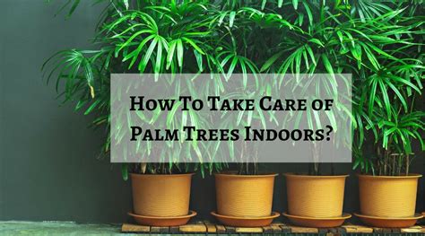 How To Care For Palm Trees