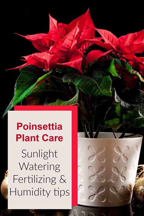 How To Care For Poinsettias