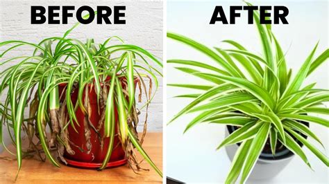 How To Care For Spider Plant
