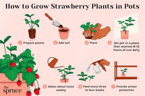 How To Care For Strawberry Plants
