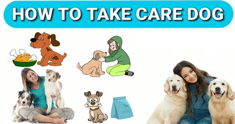 How To Care Pet Dog