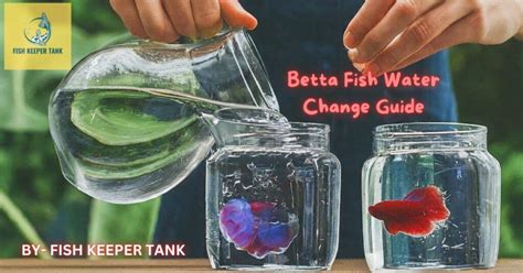 How To Change Betta Fish Water