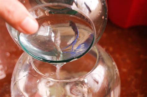 How To Change The Water For A Betta Fish