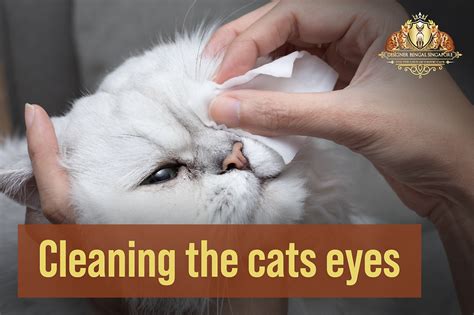 How To Clean A Cat's Eye