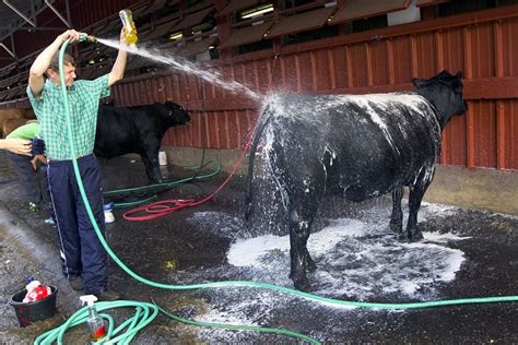 How To Clean Farm Animals