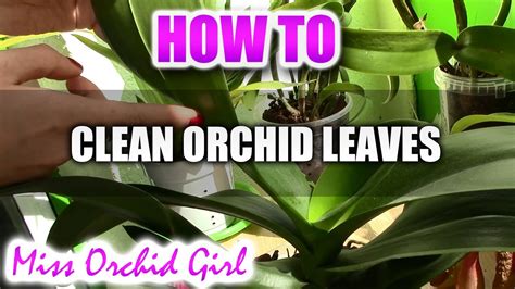 How To Clean Orchid Leaves