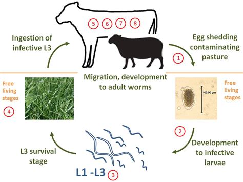 How To Control Internal Parasites In Farm Animals