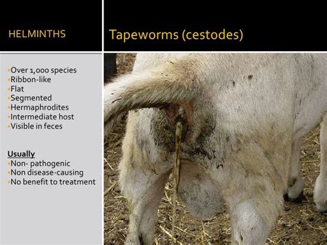 How To Control Internal Parasites In Farm Animals