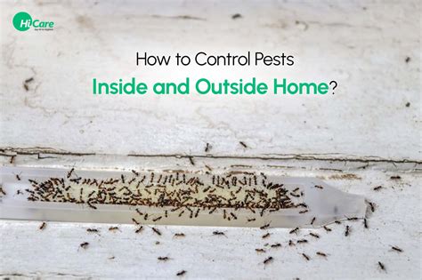 How To Control Pests At Home