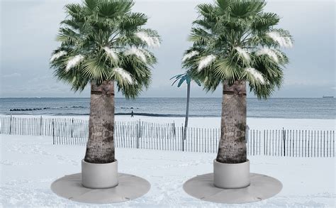 Winterizing A Palm Tree: Tips On Wrapping Palm Trees In Winter | Cold