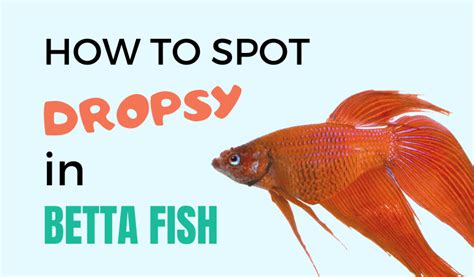 How To Cure Dropsy In Betta Fish