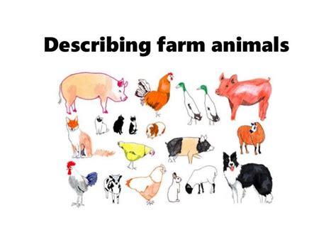 How To Describe Farm Animals
