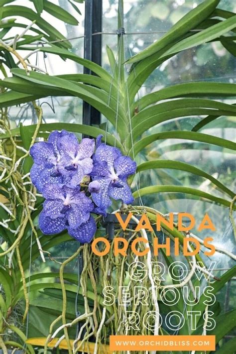 How To Divide A Vanda Orchid