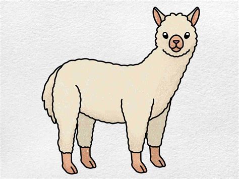 How To Draw A Alpaca