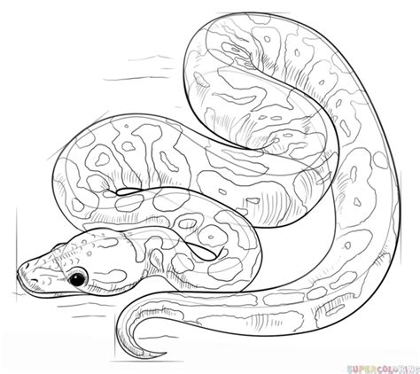 How To Draw A Ball Python