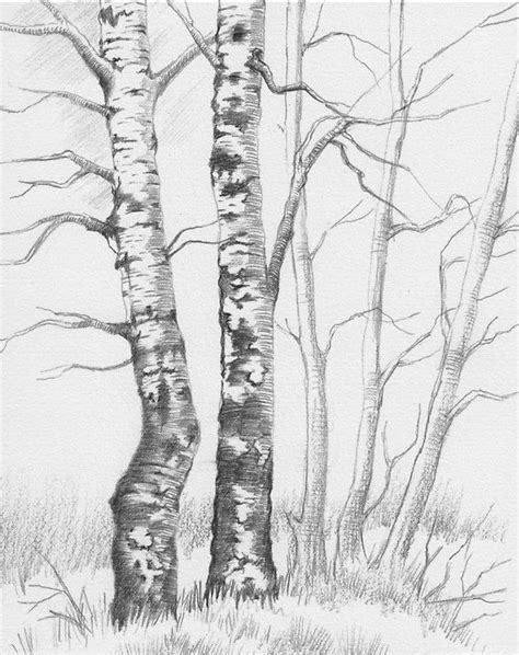 How To Draw A Birch Tree