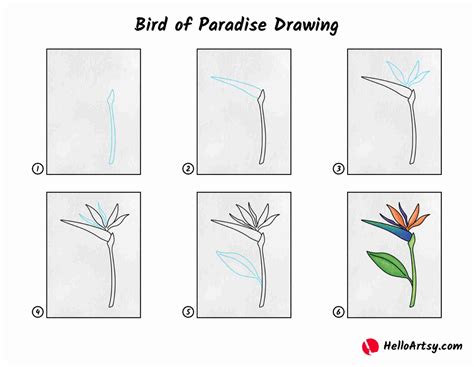 How To Draw A Bird Of Paradise Flower