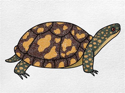 How To Draw A Box Turtle