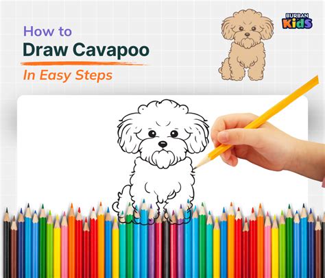 How To Draw A Cavapoo Easy
